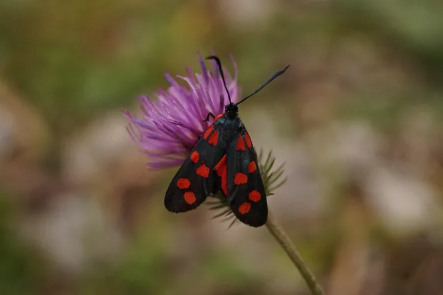 butterfly, variable rotwidderchen, zygaena ephialtes, variable burnet, insect, flower, beautiful flowers, nature, flower background, moth, blossom, bloom, animal, outdoor, flower wallpaper, creature. Meerjarenraming voor clouddiensten: indexatie en wisselkoersen